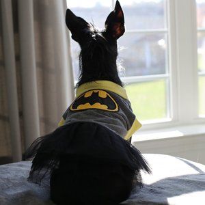 Batgirl Pet Costume